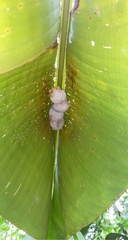 Ectophylla
