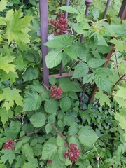 Rubus phoenicolasius