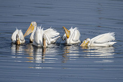 Pelecanus erythrorhynchos