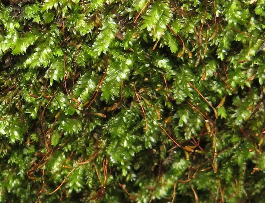Stereophyllaceae