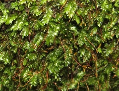 Entodontopsis nitens