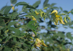 Crotalaria laburnifolia