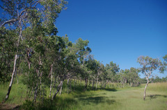 Melaleuca viridiflora