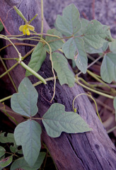Vigna radiata sublobata
