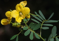 Senna gaudichaudii