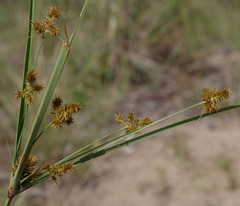 Cyperus conicus