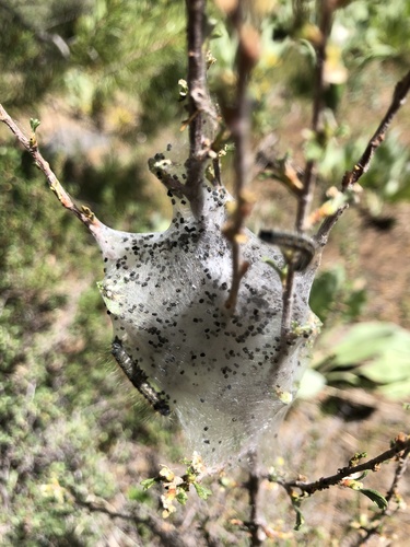 iNaturalist observation photo of Western Tent Caterpillar Moth