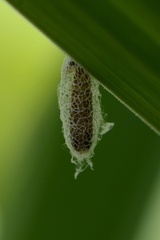 Acrolepiopsis assectella