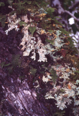 Hymenophyllum plicatum