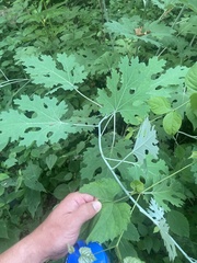 Macleaya cordata