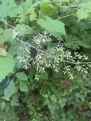 Macleaya cordata