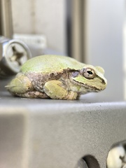 Hyla japonica
