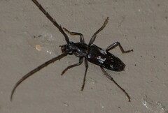 Enaphalodes taeniatus