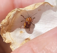 Cryptocephalus castaneus