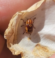 Cryptocephalus castaneus