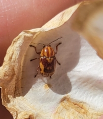 Cryptocephalus castaneus