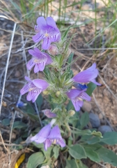 Penstemon eriantherus