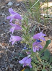 Penstemon eriantherus
