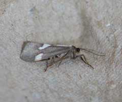 Cisthene liberomacula