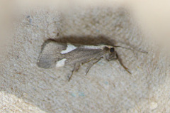 Cisthene liberomacula