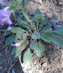 Penstemon eriantherus