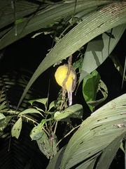 Trogon rufus