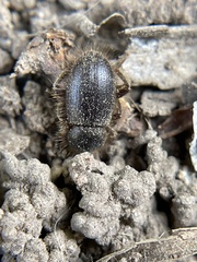 Eleodes littoralis