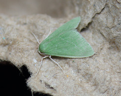 Synchlora faseolaria