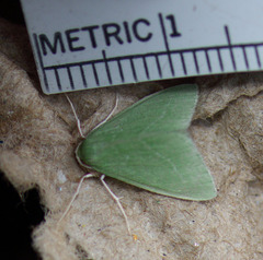 Synchlora faseolaria