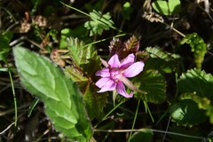 Rubus arcticus