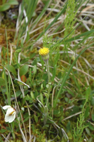 Image of Tephroseris frigida by (c) Syd Cannings, some rights reserved (CC BY)