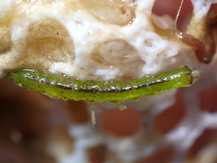 Erichsonella attenuata