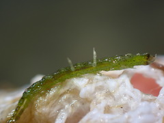 Erichsonella attenuata