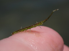 Erichsonella attenuata