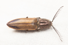 Ctenicera kendalli