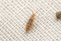 Entomobrya comparata