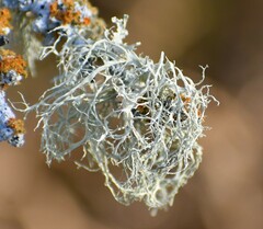 Ramalina peruviana