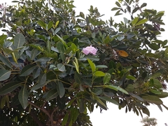 Tabebuia pallida