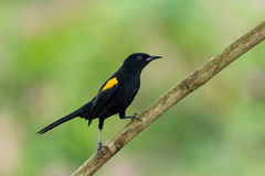 Icterus cayanensis cayanensis