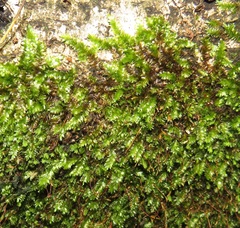 Entodontopsis nitens