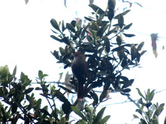 Cranioleuca antisiensis