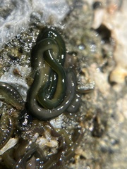 Emplectonema gracile