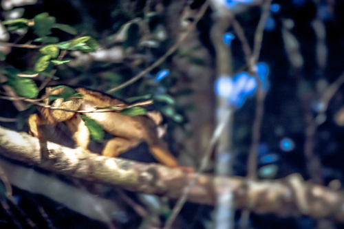 Black Squirrel Monkey