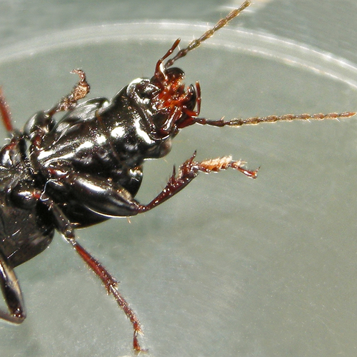 Pterostichus stygicus photo 4