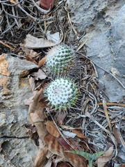Mammillaria compressa