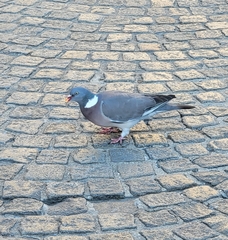 Columba palumbus