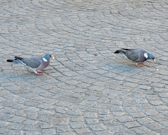 Columba palumbus
