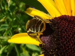 Andrena rudbeckiae