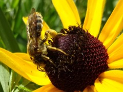 Andrena rudbeckiae