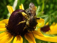 Andrena rudbeckiae